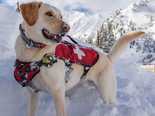 Labrador Retriever căutând supraviețuitorii unui avalanșe