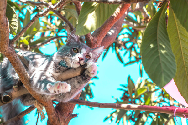 Pisica pe copac
