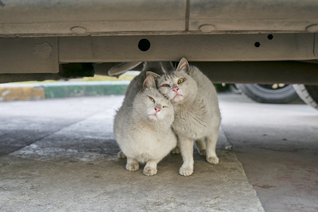Pisici sub masina