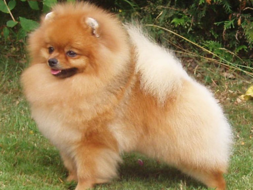 Primul câine infectat cu coronavirus: un Pomeranian