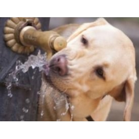 Care este cantitatea de apa necesară pentru hidratarea optimă a câinelui tau?