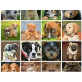 Top 5 cele mai căutate rase de câini în România – online