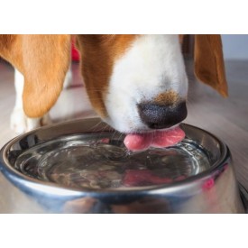 Hidratează-ți câinele pe timp de vară